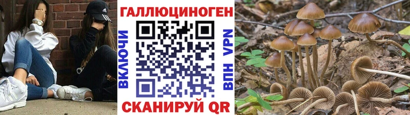 Псилоцибиновые грибы мицелий Ростов-на-Дону